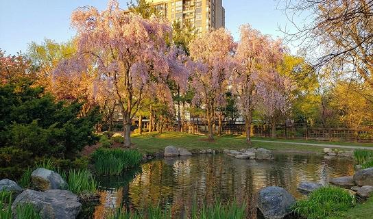 Peaceful park with blooming trees, a pond, and well-maintained green space near a shopping area