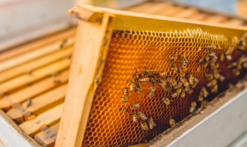 Rooftop beehive supporting pollination and contributing to local sustainability efforts
