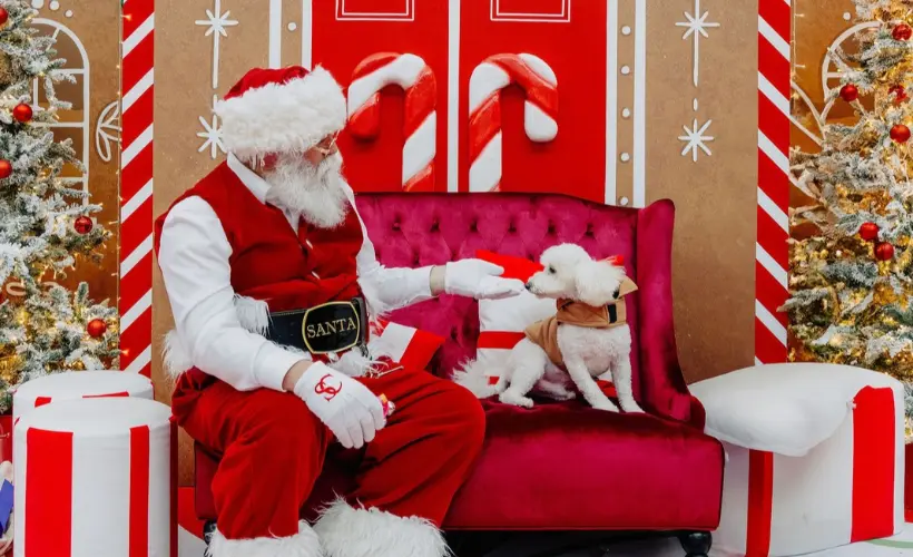 Pet Nights with Santa