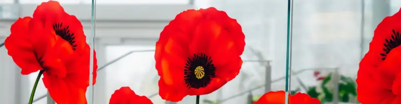 Royal Canadian Legion's Poppy Campaign